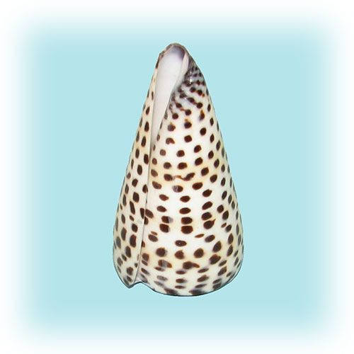 Раковина морская Конус литиратус маленький