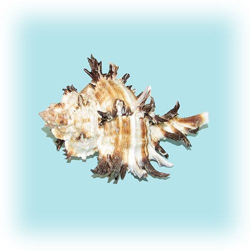 Раковина морская Мурекс индивия 3-4'' Раковина морская Мурекс индивия 3-4''