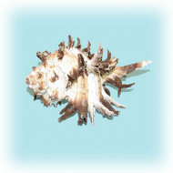 Раковина морская Мурекс индивия 4-5''