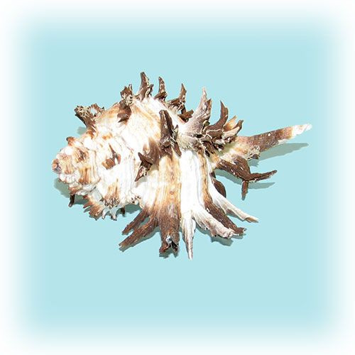 Раковина морская Мурекс индивия 4-5''