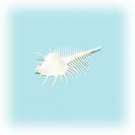 Раковина морская Мурекс пектен 3''