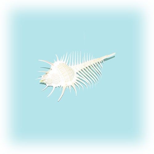 Раковина морская Мурекс пектен 3''