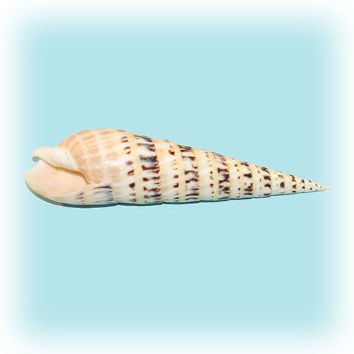 Раковина морская Теребра макулата 6-7''