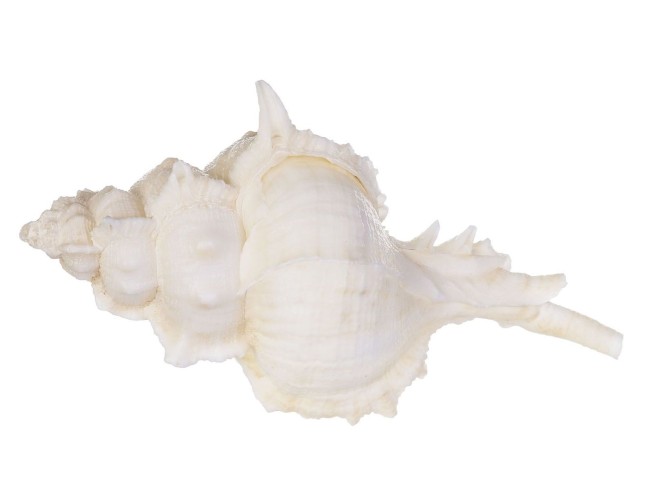Раковина морская Мурекс трощели 3-5" Раковина морская Мурекс трощели 3-5"
