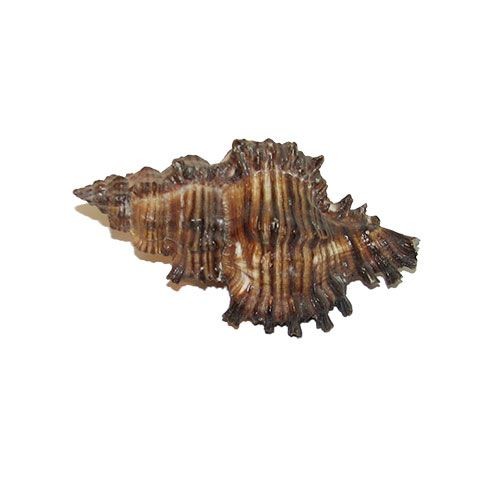 Раковина морская Мурекс торефактус