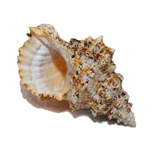 Раковина морская Тутуфа бубо 7''