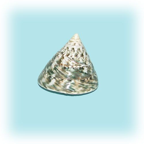 Раковина морская Тектус пурамис зеленый 2,4"