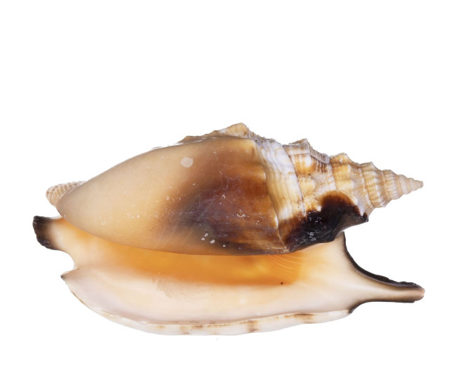 Раковина морская Стромбус аратрум 2,5-4"