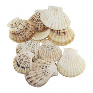 Пектен радула 1кг