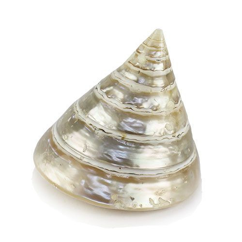 Раковина морская Пирамид топ жемчужный 2,8"
