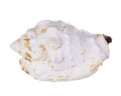 Раковина морская Стромбус пипус 2-3"
