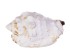 Раковина морская Стромбус пипус 2-3"