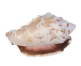 Раковина морская Стромбус пипус 2-3"