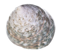 Раковина морская Тектус пурамис зеленый 2,8"