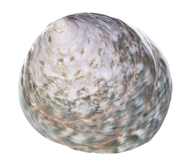 Раковина морская Тектус пурамис зеленый 2,8"