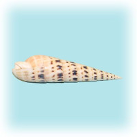 Раковина морская Теребра макулата 5-6''