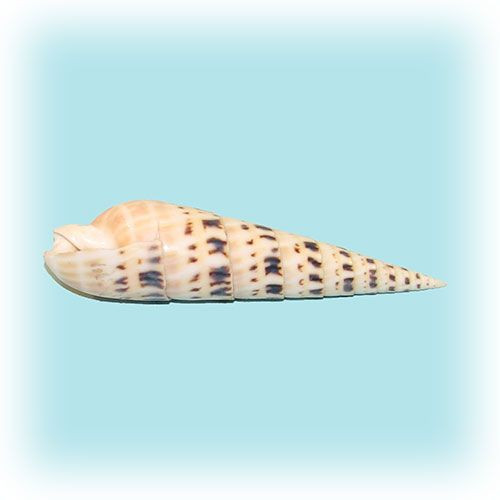Раковина морская Теребра макулата 5-6''