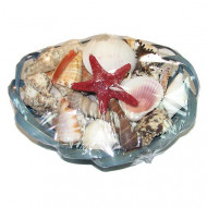 Набор ракушек 8" SCALLOP овальный