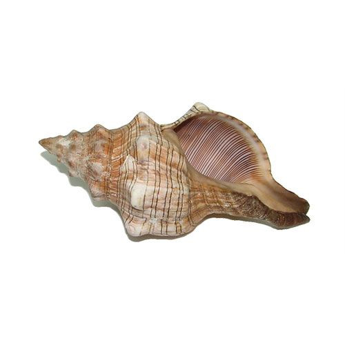 Раковина морская Плероплока трапезиум 5''