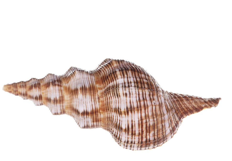 Раковина морская Филэмэнтоуз хос 3-6"