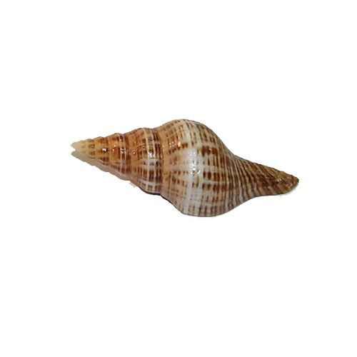 Раковина морская Пеньён олигострия индийская