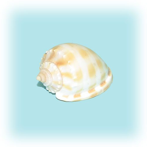 Раковина морская Фаллиум глаукум Раковина морская Фаллиум глаукум