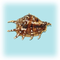 Раковина морская Ламбис чёрный средний