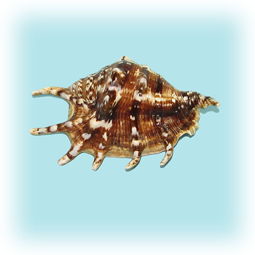 Раковина морская Ламбис чёрный средний