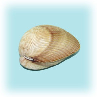 Раковина морская Облонгонг 4-5"