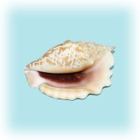 Раковина морская Стромбус синуатус