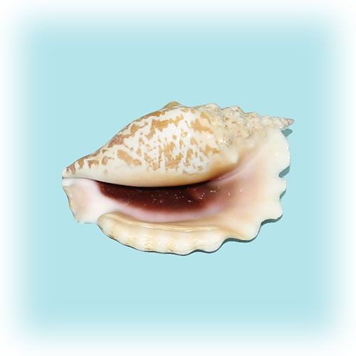 Раковина морская Стромбус синуатус