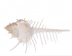 Раковина морская Мурекс пектен вьетнамский 3,5"