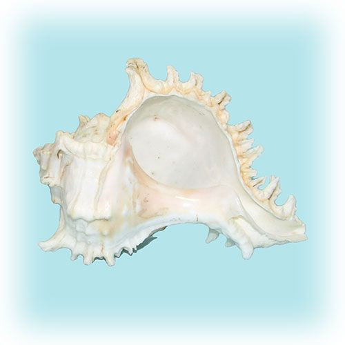 Раковина морская Чихориус рамосус 5''