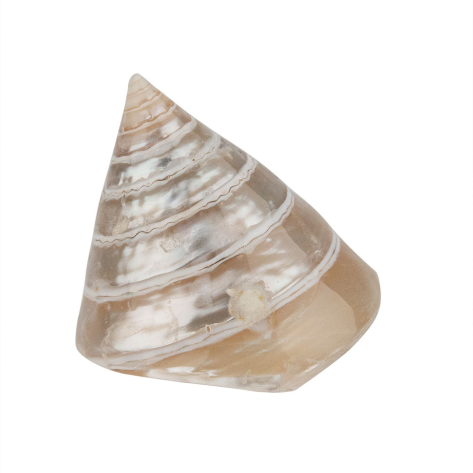 Раковина морская Тектус пурамис жемчужный 6-7 см