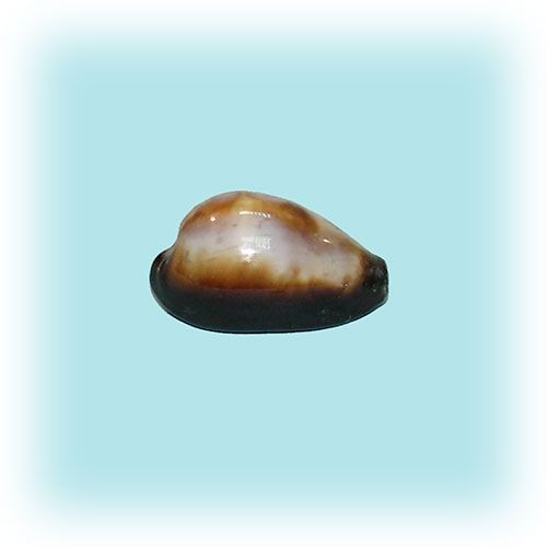 Раковина морская Ципрея оникс Раковина морская Ципрея оникс