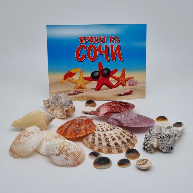 Набор ракушек Привет из Сочи