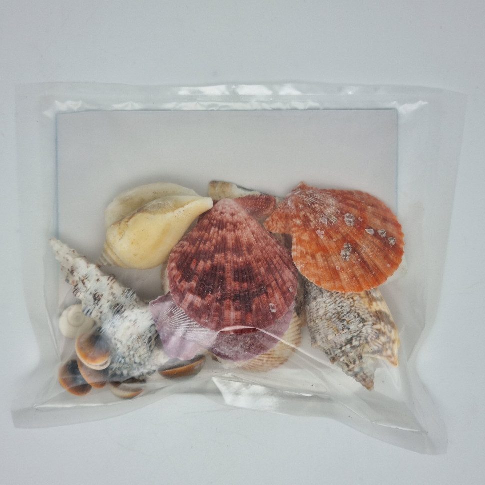 Набор ракушек Привет из Сочи