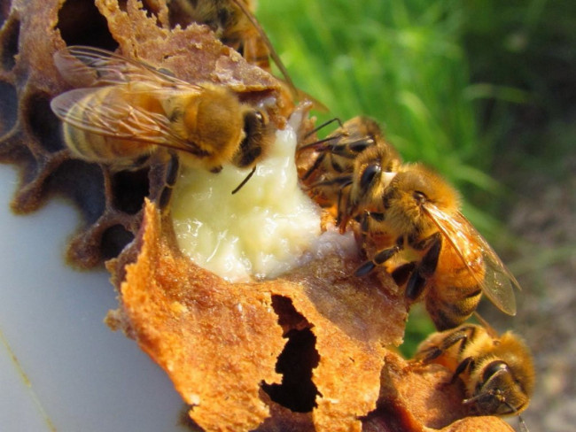 Мед микс с маточным молочком 1кг Мед микс с маточным молочком 1кг