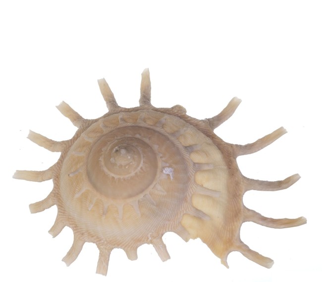 Раковина морская Стеллария солярис 3-3,5"