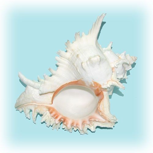 Раковина морская Чихориус рамосус 10'' Раковина морская Чихориус рамосус 10''