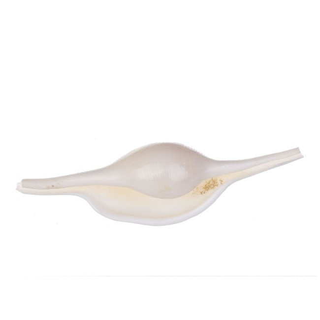 Раковина морская Вольва вольва 3-5"