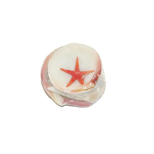 Набор ракушек 2" на кодакии тигерене