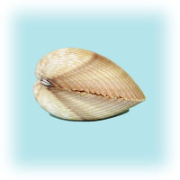 Раковина морская Облонгонг 3-4''