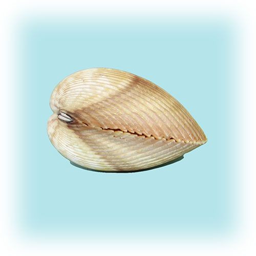 Раковина морская Облонгонг 3-4'' Раковина морская Облонгонг 3-4''