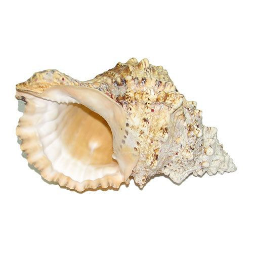 Раковина морская Тутуфа бубо 8''