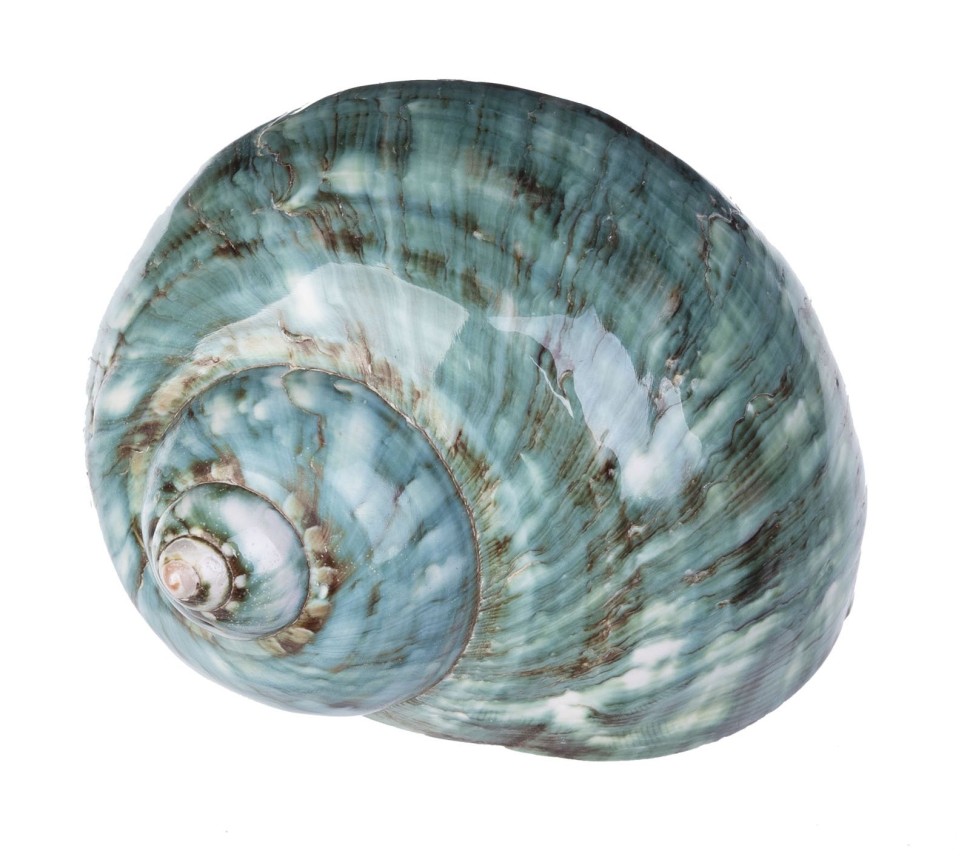 Раковина морская Турбо империалис 3-4"