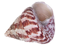 Раковина морская Трохус натуральный 2"