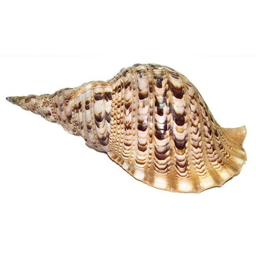 Раковина морская Харония тритонис 14'' Раковина морская Харония тритонис 14''