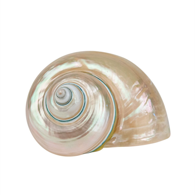 Раковина морская Турбо империалис жемчужный 3-4"