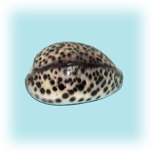 Раковина морская Ципрея тигрис 3.5'' Раковина морская Ципрея тигрис 3.5''